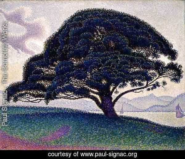 The Bonaventure Pine, 1893